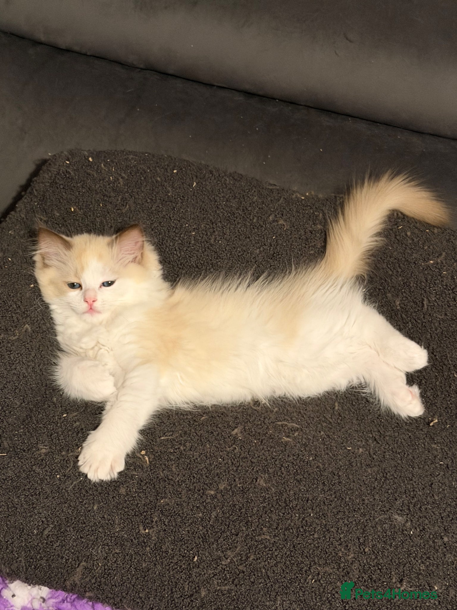 Ragdoll cats Beautiful TICA Registered Ragdoll Kittens 😻 - Advert 2