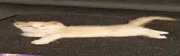 Ragdoll cats for sale: Beautiful TICA Registered Ragdoll Kittens 😻 - Advert 3