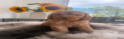 Cockapoo dogs for sale: (REDUCED) Chocolate and tan wrapped in cream  - Advert 3