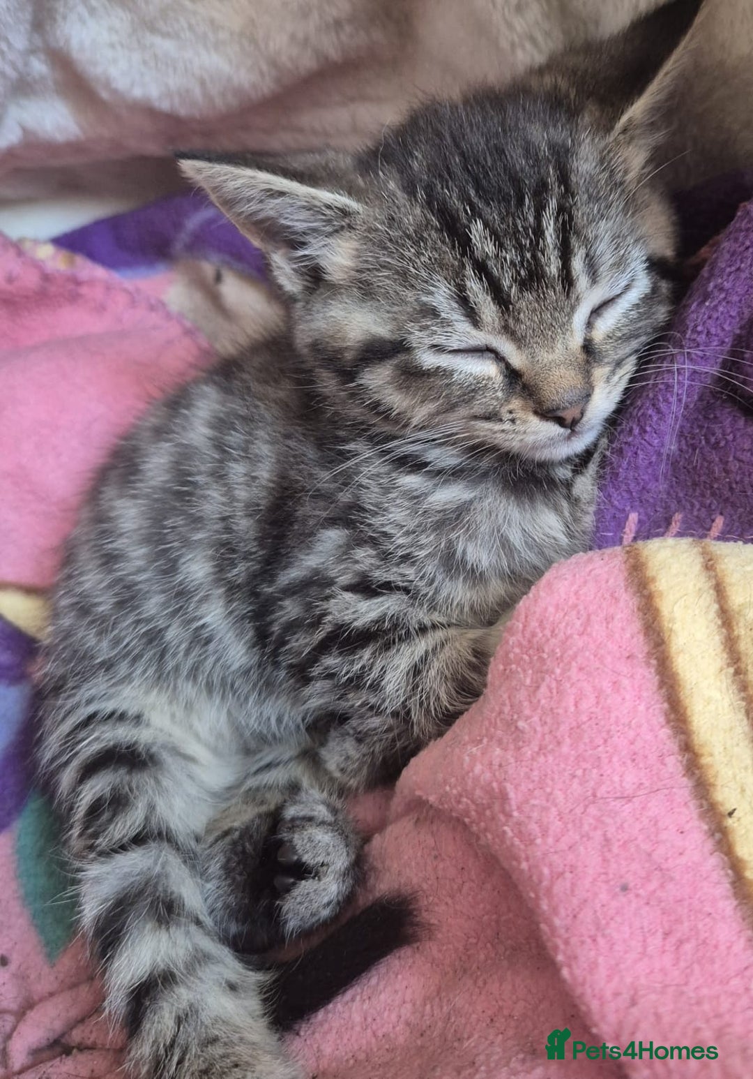 Mixed Breed cats for sale: Fluffy tabby kittens  - Advert 2