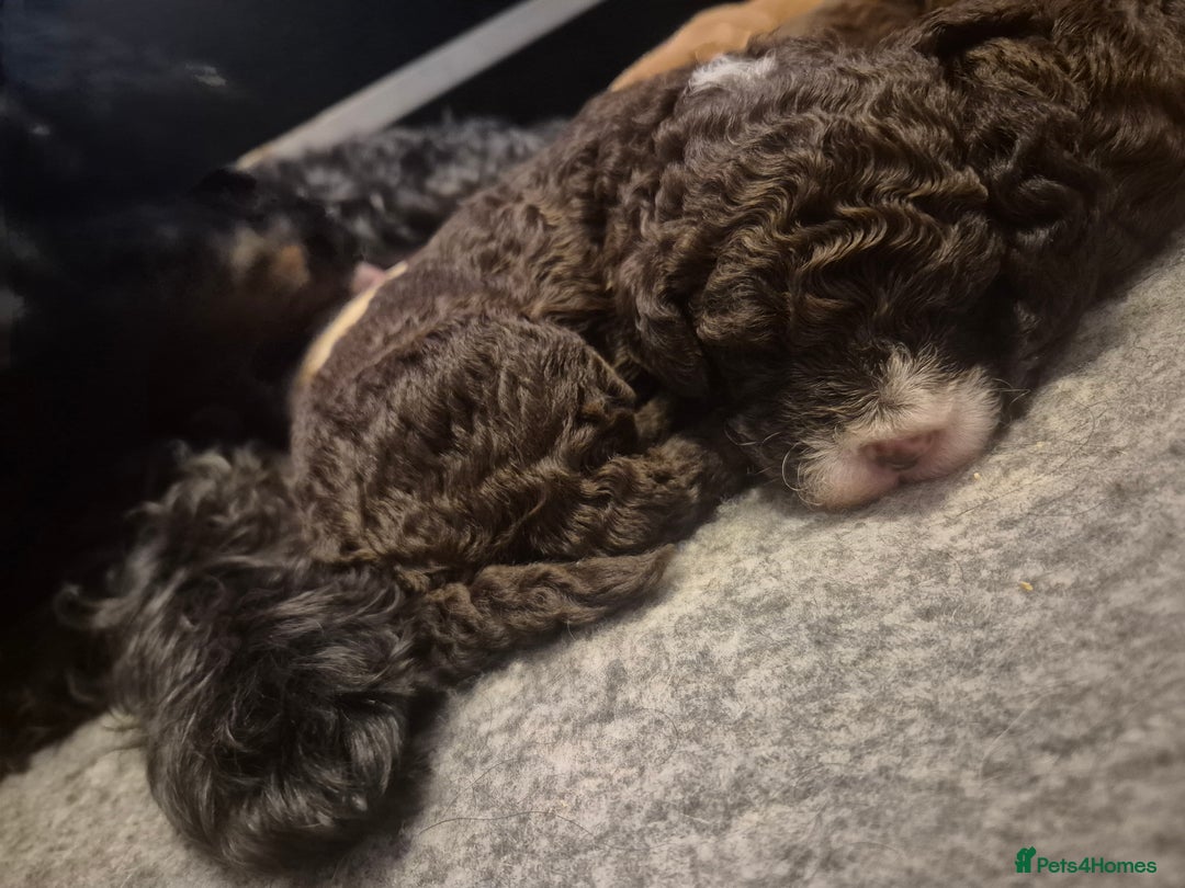 Labradoodle dogs for sale: Stunningly adorable f2b labradoodles! - Advert 28
