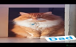 Mixed Breed cats for sale: Beautiful kittens 🐾 - Image 23