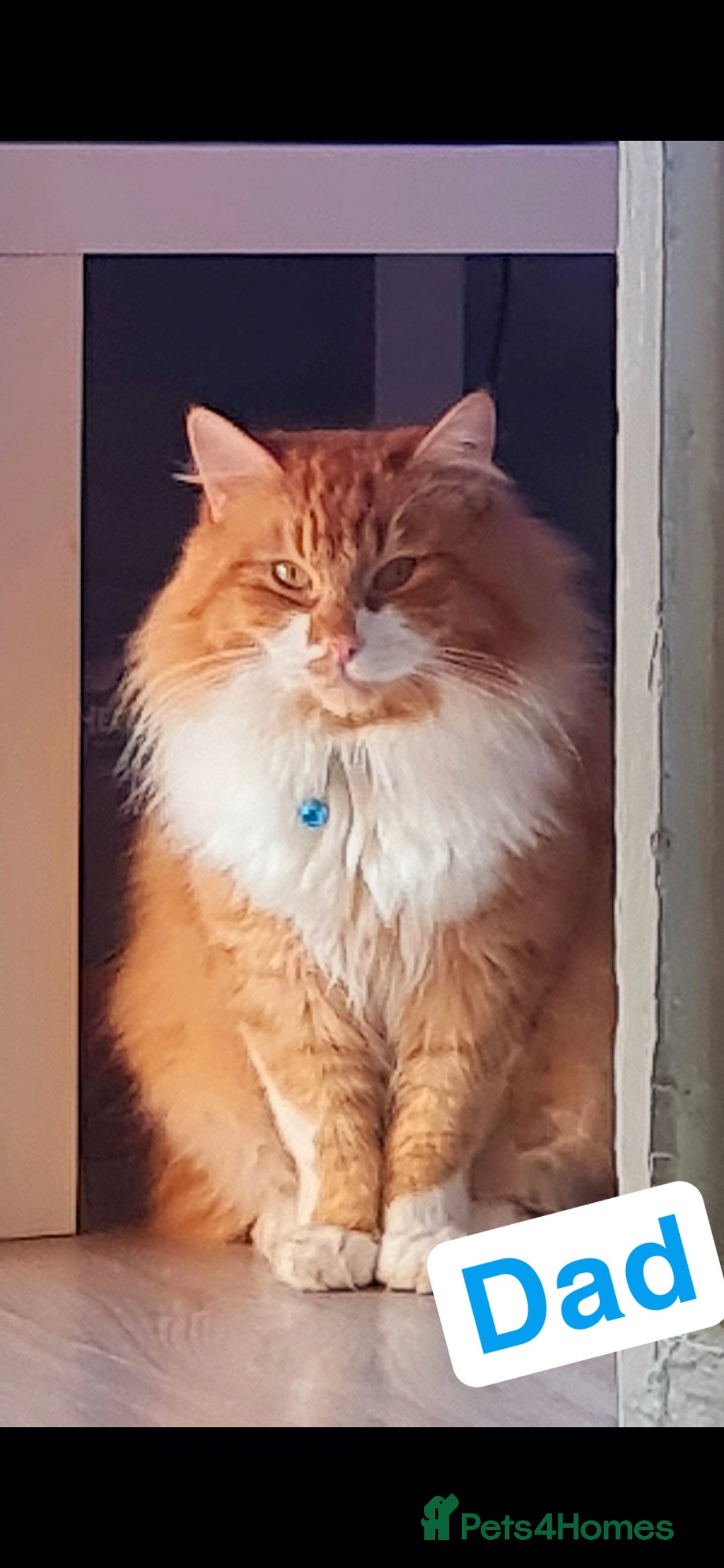 Mixed Breed cats for sale: Beautiful kittens 🐾 - Image 23