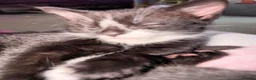 Mixed Breed cats for sale: Beautiful Ragdoll mix kittens. - Advert 15