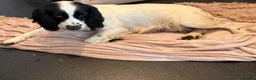 Cockapoo dogs for sale: Adorable cockapoo puppies  in Tilbury - Advert 2