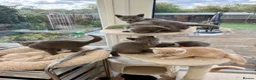 British Shorthair cats for sale: Tortieshell & Cream BSH kittens ready to leave now - Advert 26