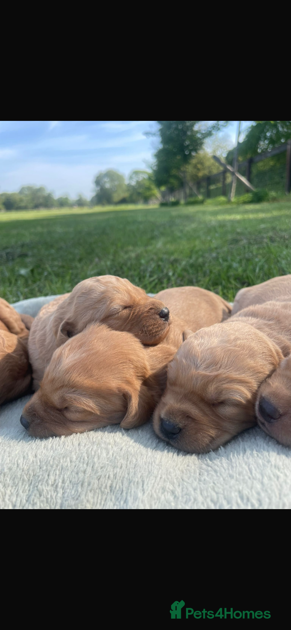 Labradoodle dogs F1 Miniature Labradoodle puppies  - Advert 1