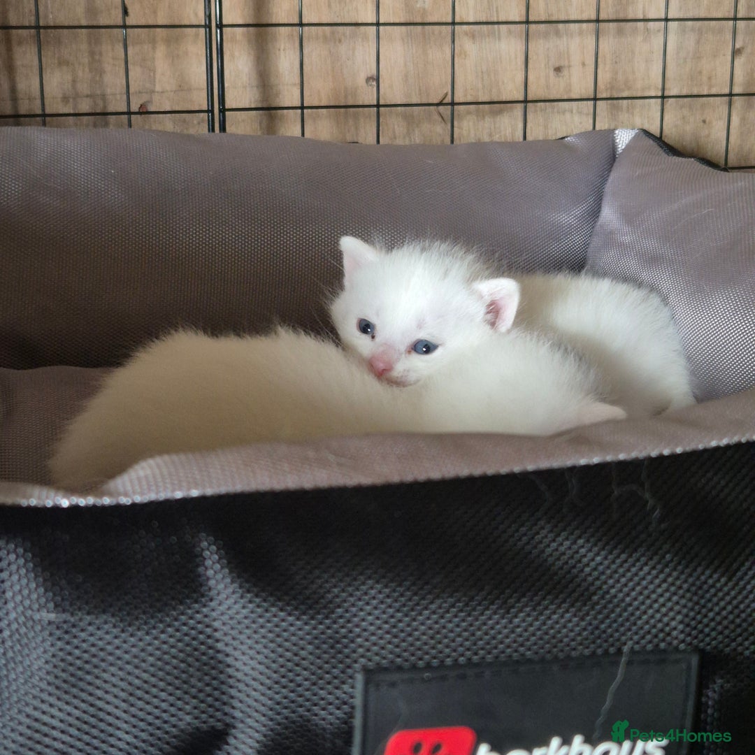 British Shorthair cats for sale: Two beautiful BSH kittens  - Image 19