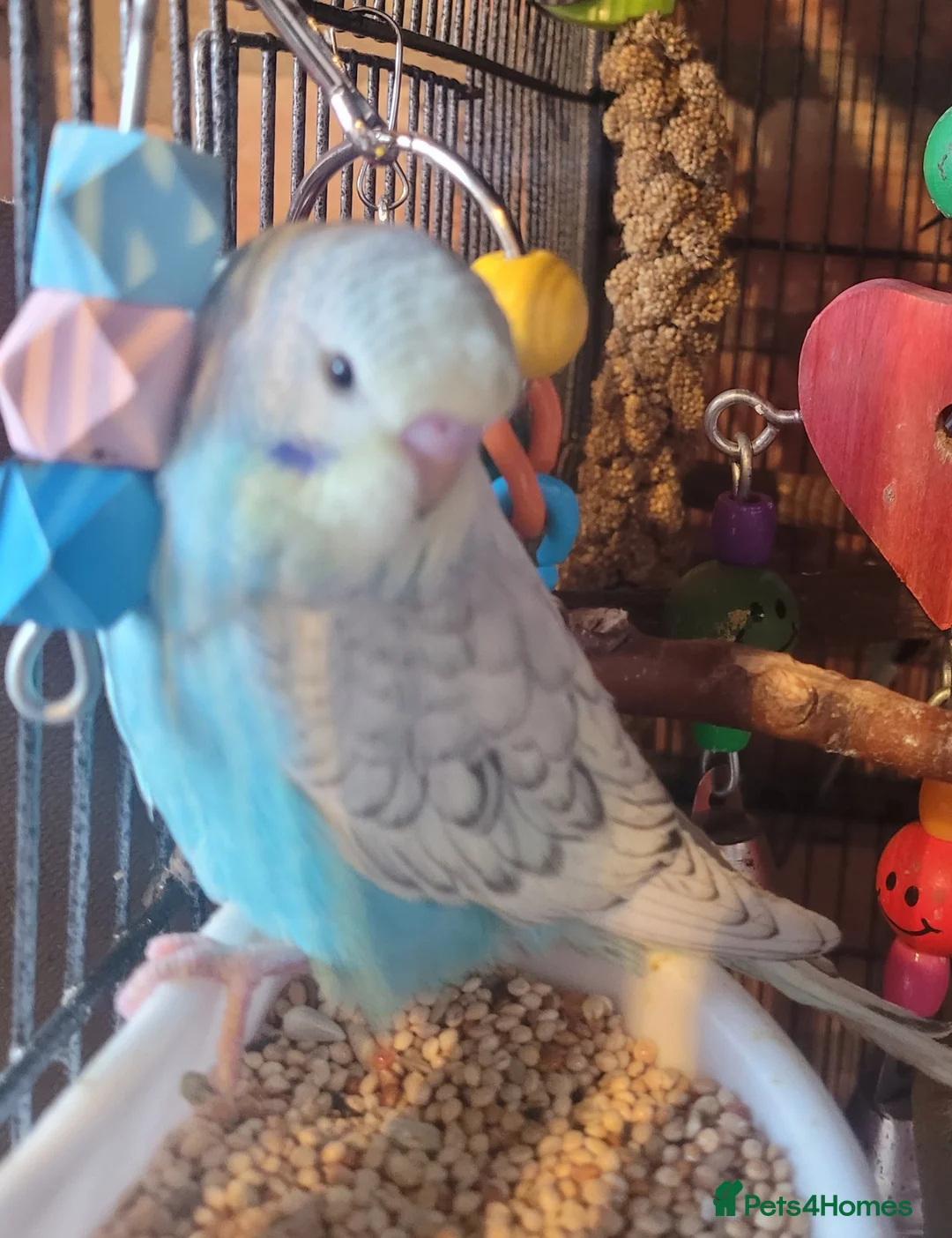 Budgerigars birds for sale: Baby Budgies (no offers) - Advert 1