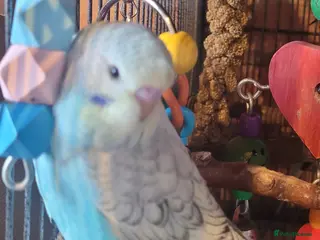 Budgerigars birds Baby Budgies (no offers) - Advert 1