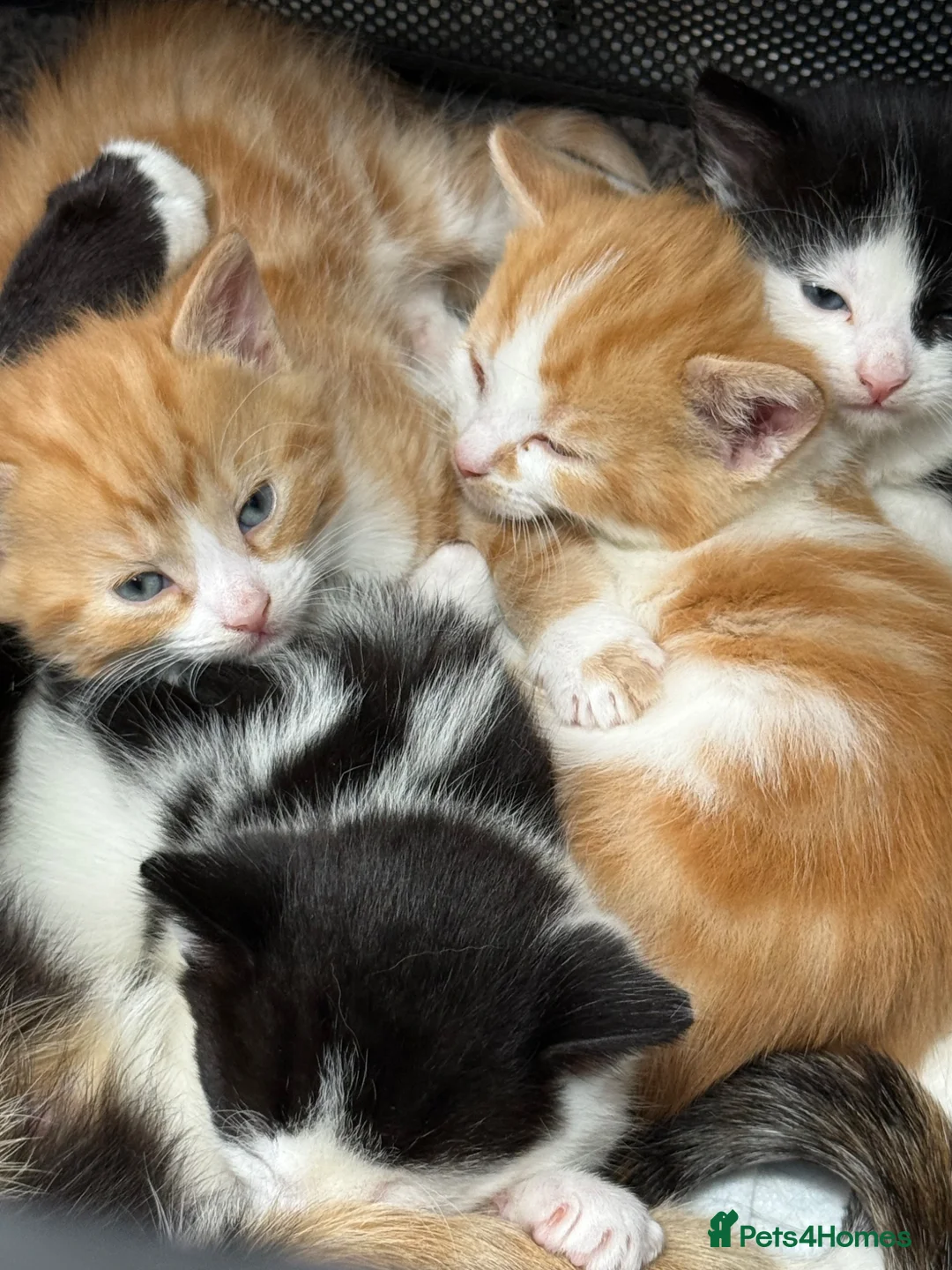 Mixed Breed cats for sale: Stunning Kittens in London - Advert 5