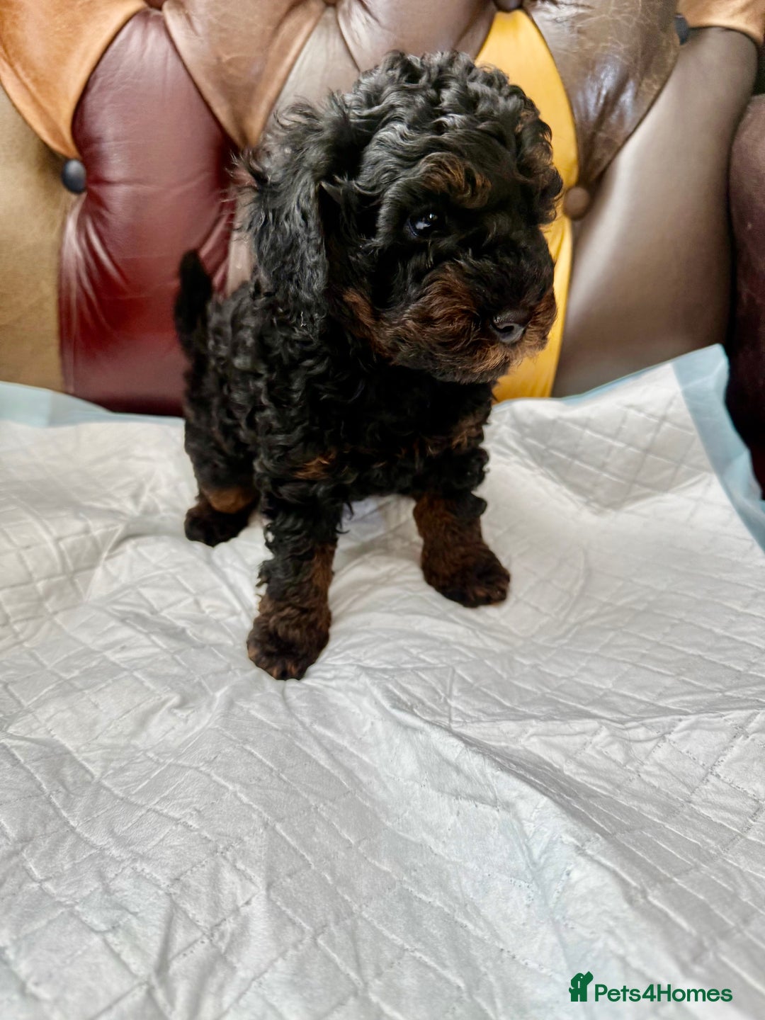 Toy Poodle dogs for sale: Four Beautiful Little Boys “Real Charmer’s “ - Image 14