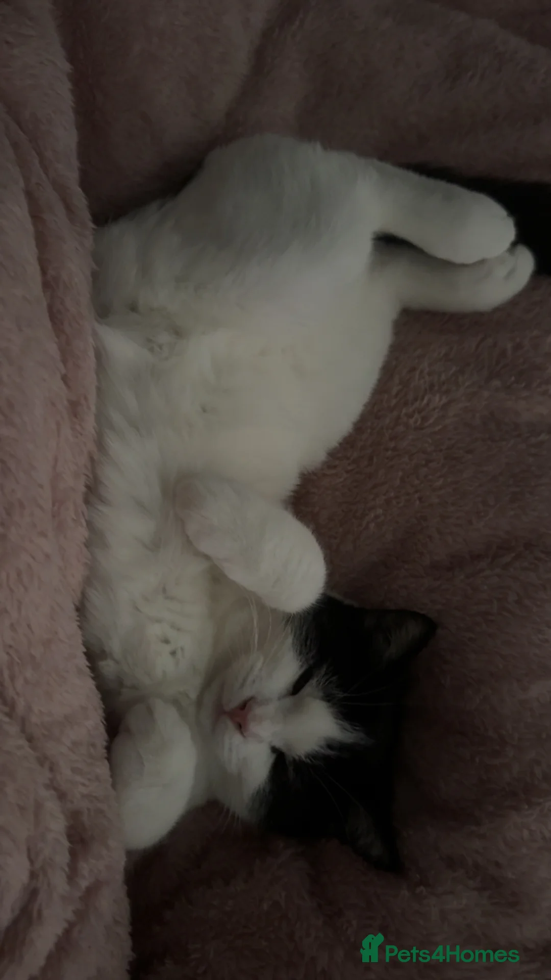 British Shorthair cats for sale: 5 month male kitten - Advert 8