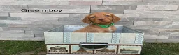 Cocker Spaniel dogs for sale: Hereditary clear working cocker spaniels in Ingatestone - Advert 8