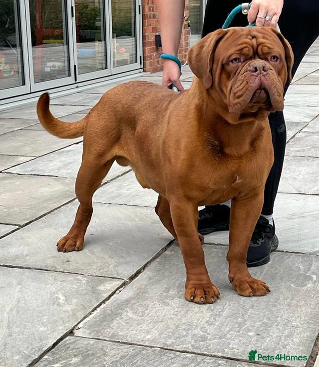 Dogue De Bordeaux dogs for stud: Orthrusslair Sidney is here and PROVEN in Chester - Image 2