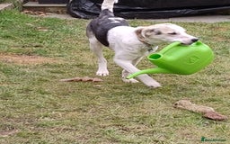 Mixed Breed dogs for adoption: 11 Month Old George is looking for a new home - Image 9