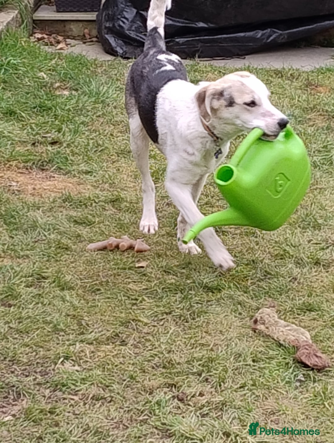 Mixed Breed dogs for adoption: 11 Month Old George is looking for a new home - Image 9
