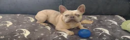 French Bulldog dogs for sale: 4 beautiful French bulldog puppies - Advert 11