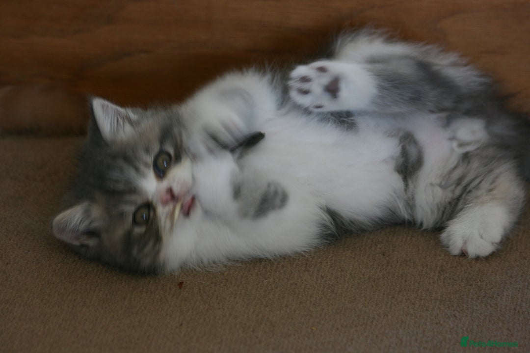 Exotic cats for sale: Beautiful Exotic Pedigree Kittens - Image 21