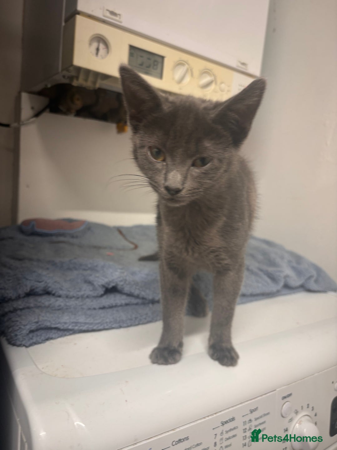 Mixed Breed cats for sale: Kitten  - Advert 2