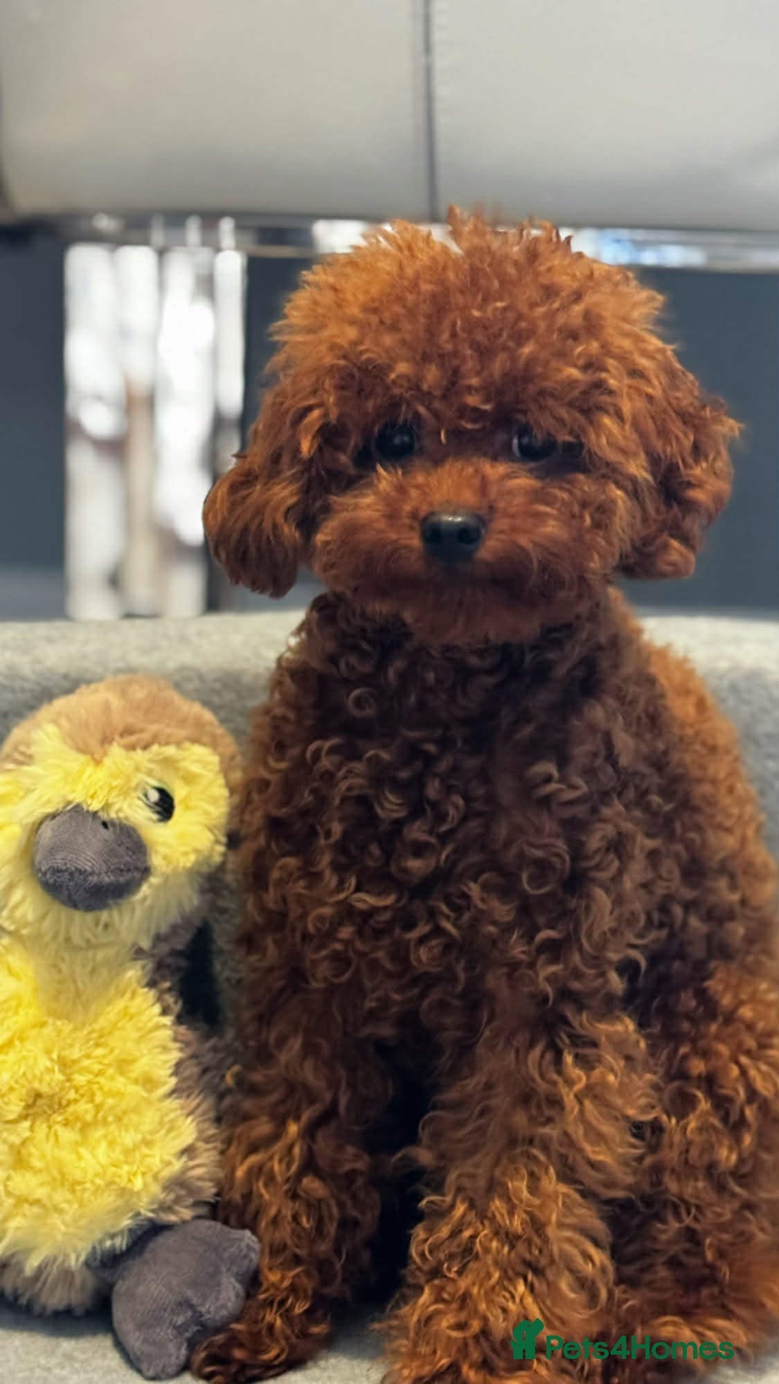 Toy Poodle dogs Asian Toy Poodle - Advert 4