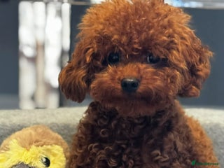 Toy Poodle dogs Asian Toy Poodle - Advert 16