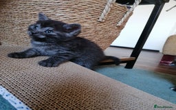 Domestic Shorthair cats for sale: Stunning kittens for sale  - Image 28