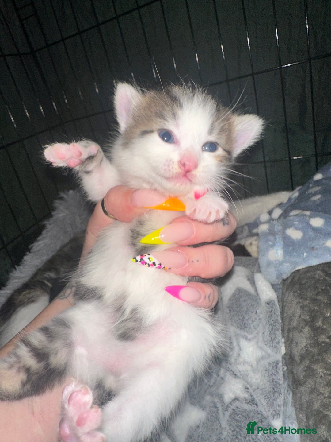 Domestic Shorthair cats for sale: 4 beautiful 3 week old kittens  in Rugeley - Image 1