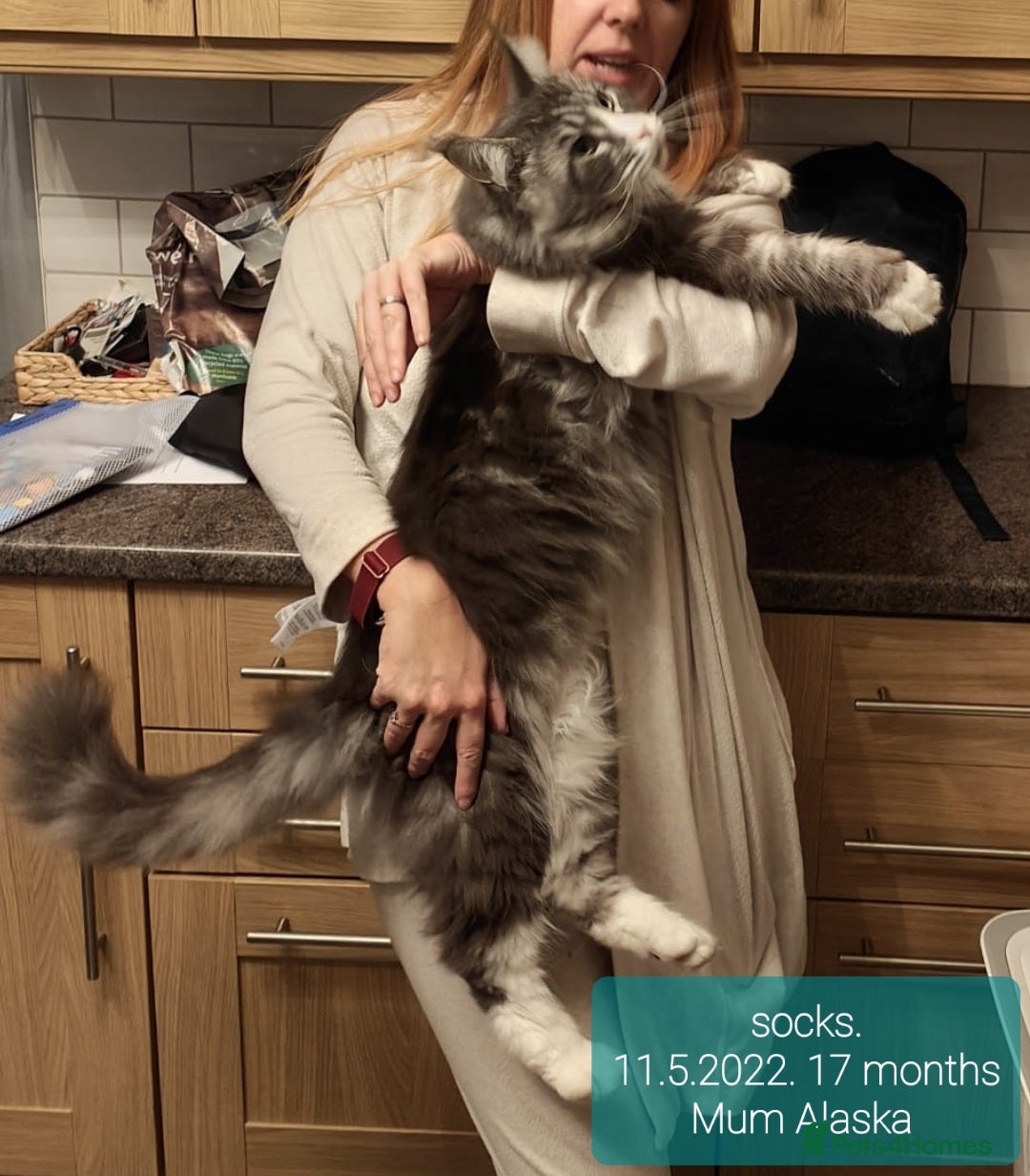 Maine Coon cats for sale: ✨✨ POLLYDACTYL MC  TiCA REG - Advert 20