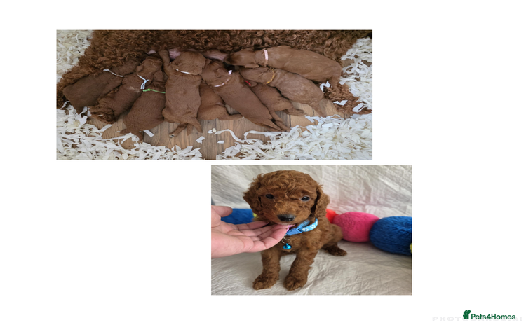Goldendoodle dogs - Advert 5