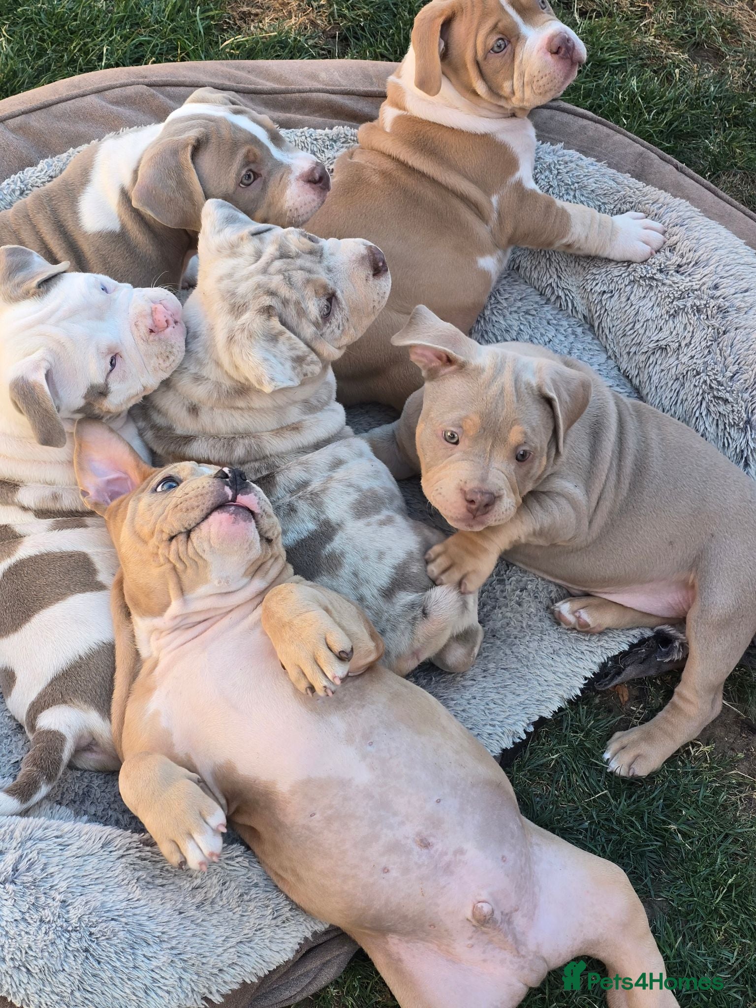 American Bully dogs Champion ABKC Line Bully Pups - Advert 15