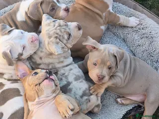 American Bully dogs Champion ABKC Line Bully Pups - Advert 15