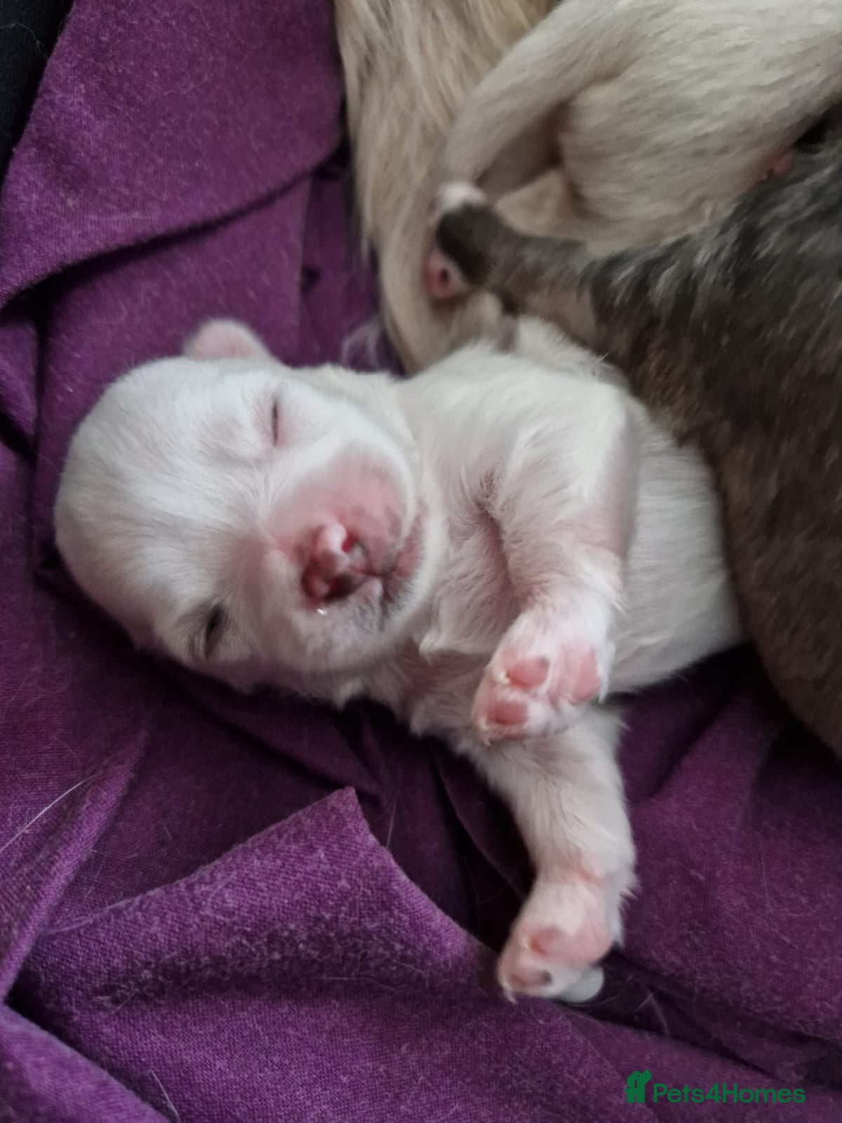 Chihuahua dogs Elite DNA-Tested Luxury Chihuahua Puppies - Advert 5
