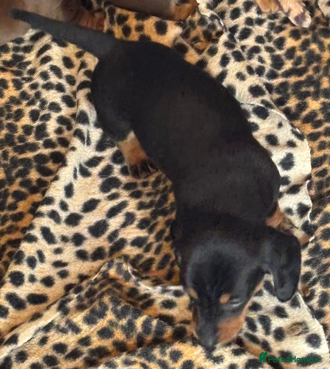 Miniature Dachshund dogs for sale: Miniature dachshund smooth hair pups  - Image 33