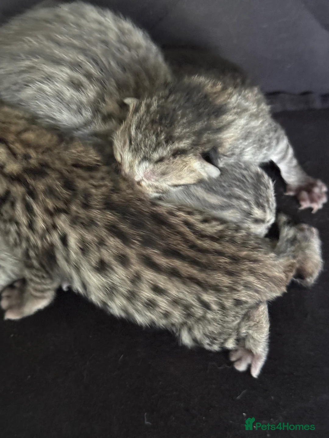 Savannah cats for sale: Striking savannah kittens silver & black/gold - Advert 10