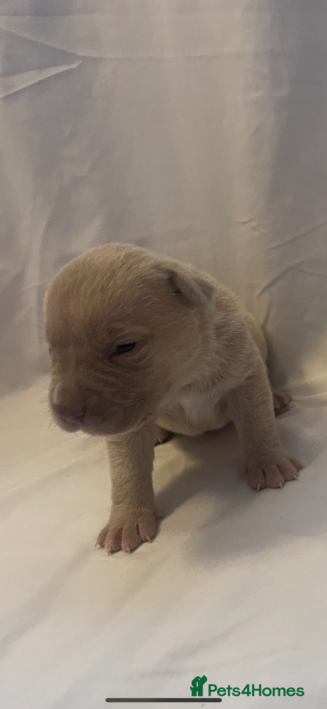 Mixed Breed dogs for sale: Cane Corso X mastiff - Image 8