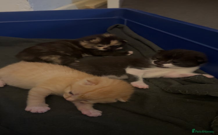 Domestic Shorthair cats - Advert 3