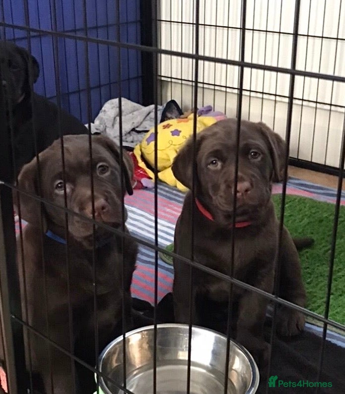 Labrador Retriever dogs Chocolate Labrador Puppies (KC Health Tested) - Advert 2