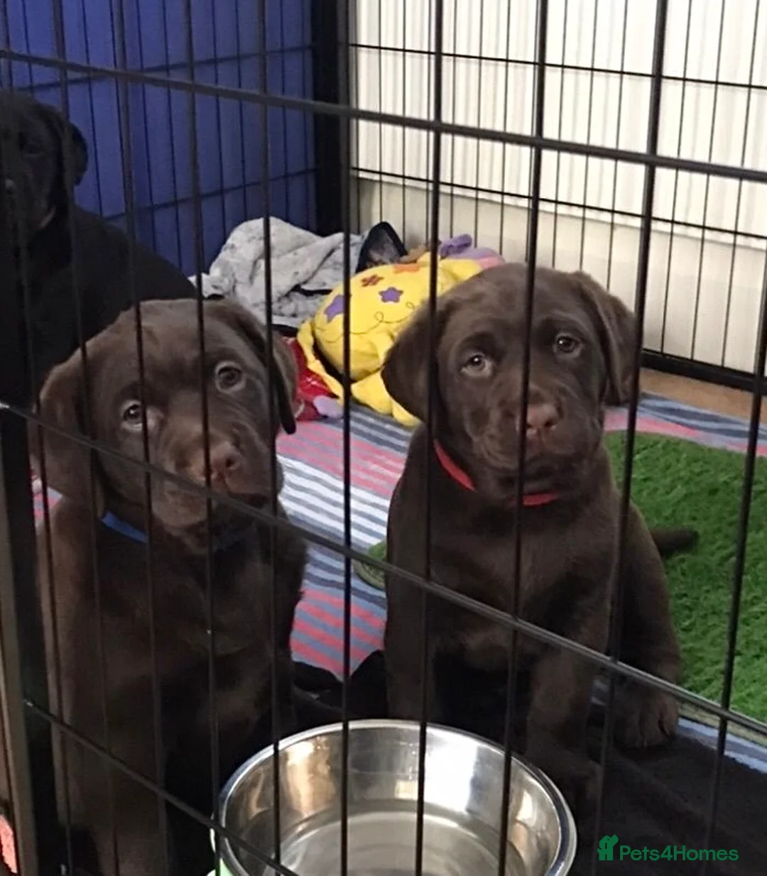Labrador Retriever dogs for sale: Chocolate Labrador Puppies (KC Health Tested) - Advert 2