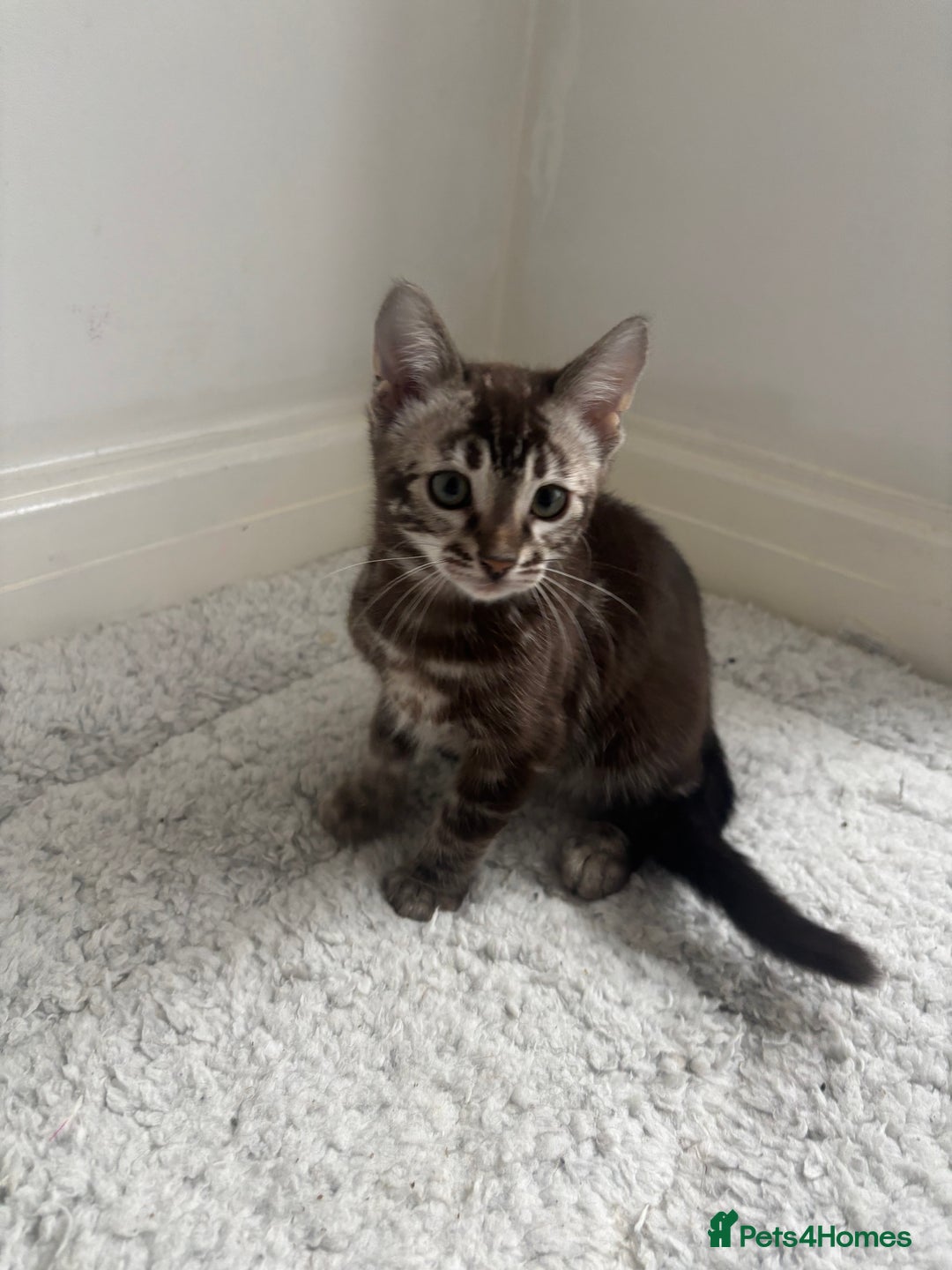 Bengal cats for sale: Pure Bengal kittens ready to go - Advert 17