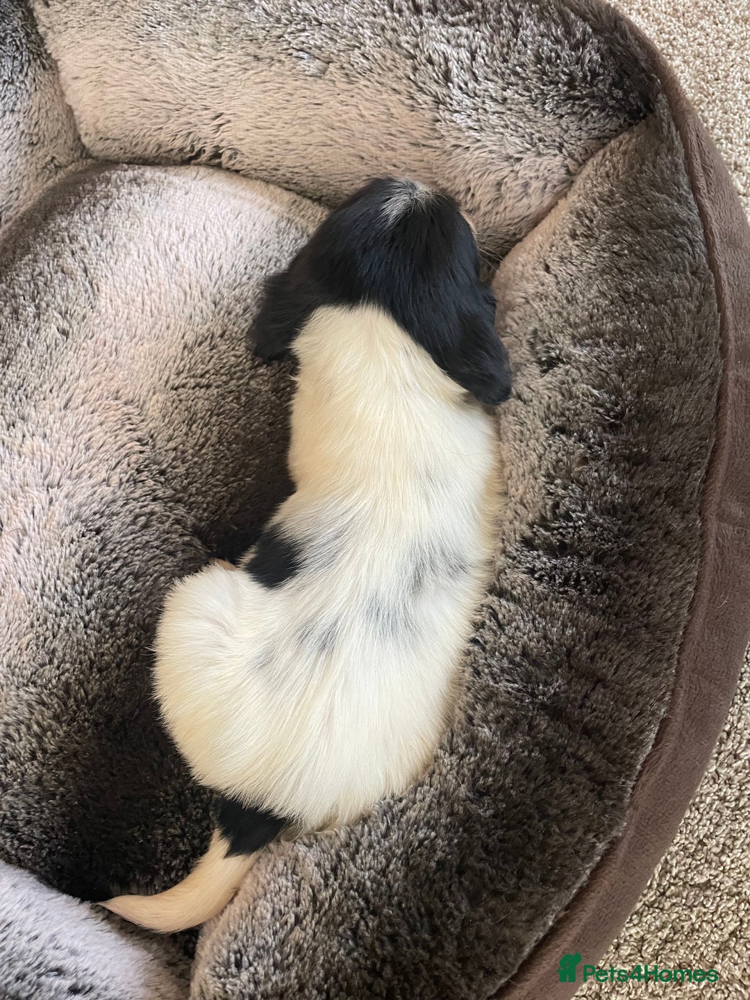 Cocker Spaniel dogs for sale: Cocker spaniel puppies  - Image 15