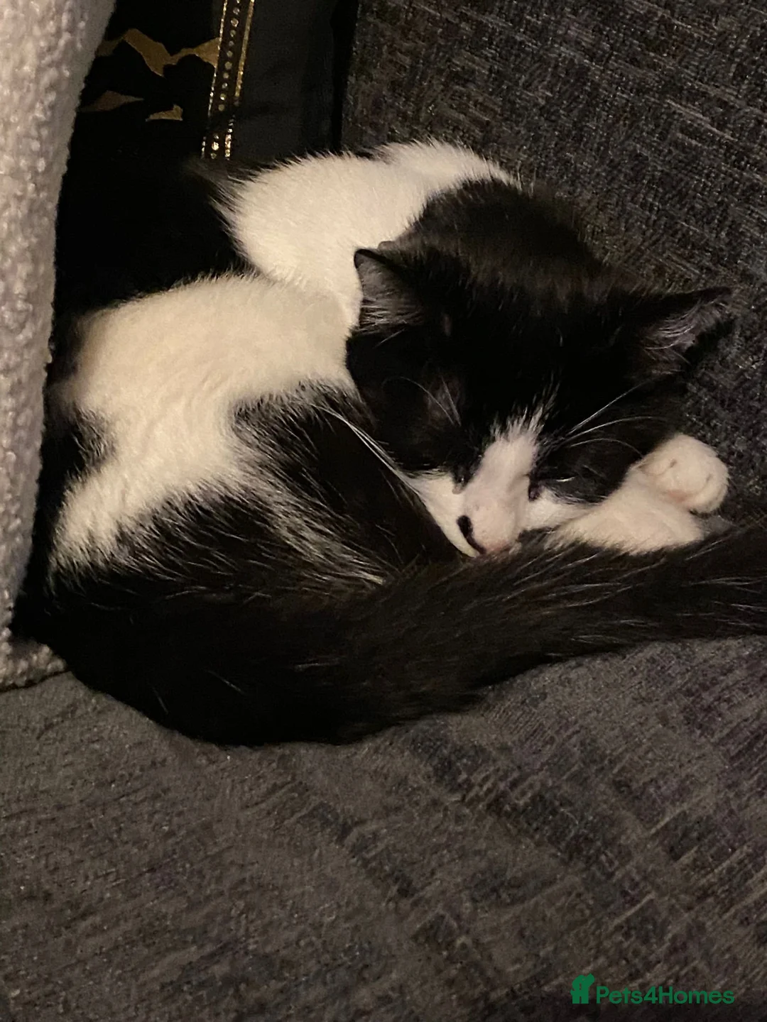 British Shorthair cats for sale: Bruno - British Shorthair - see description - Advert 2