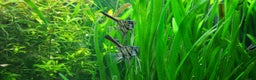 Angelfish fish for sale: Stunning stripes Angel Fish - Advert 8