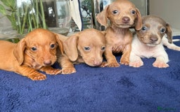 Miniature Dachshund dogs for sale: gorgeous litter of kaninchen mini dachshunds - Image 1