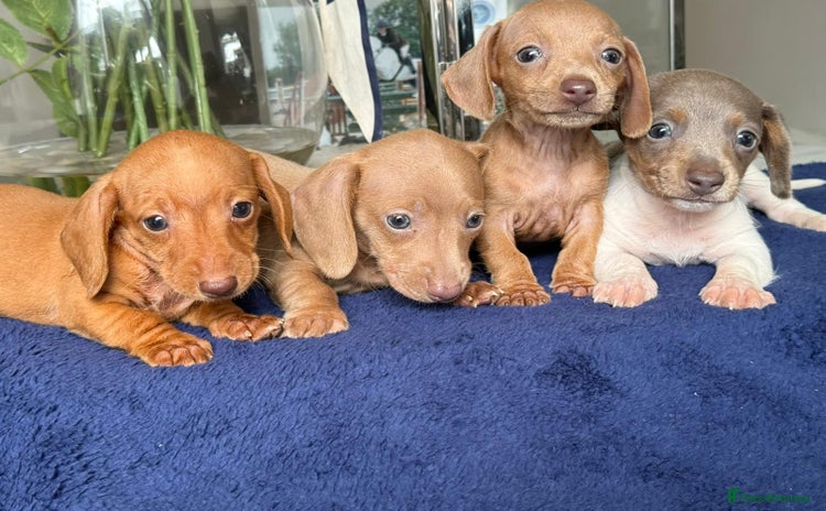 Miniature Dachshund dogs - Advert 2