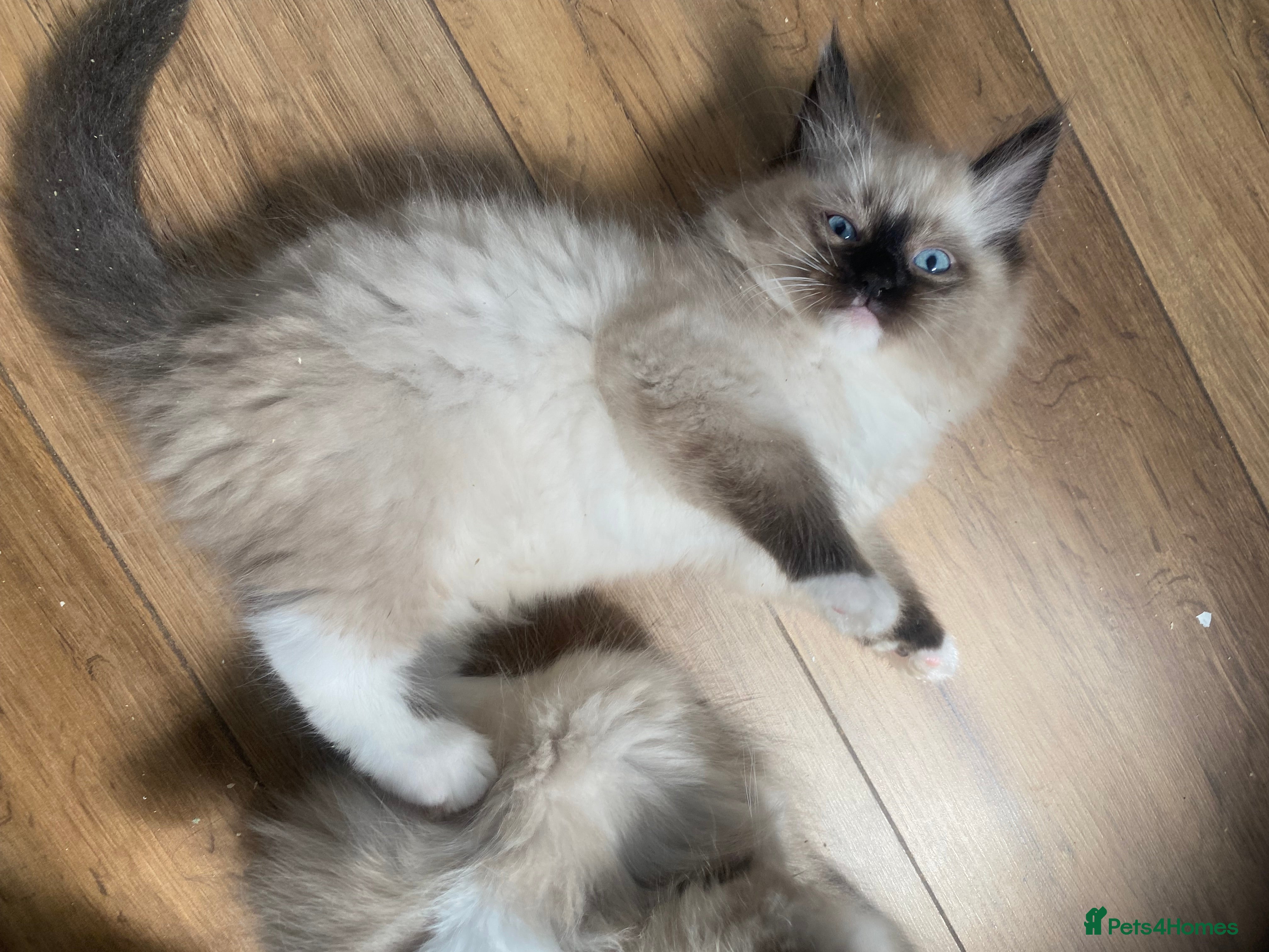 Ragdoll cats Rare Ragdoll kittens  - Advert 2