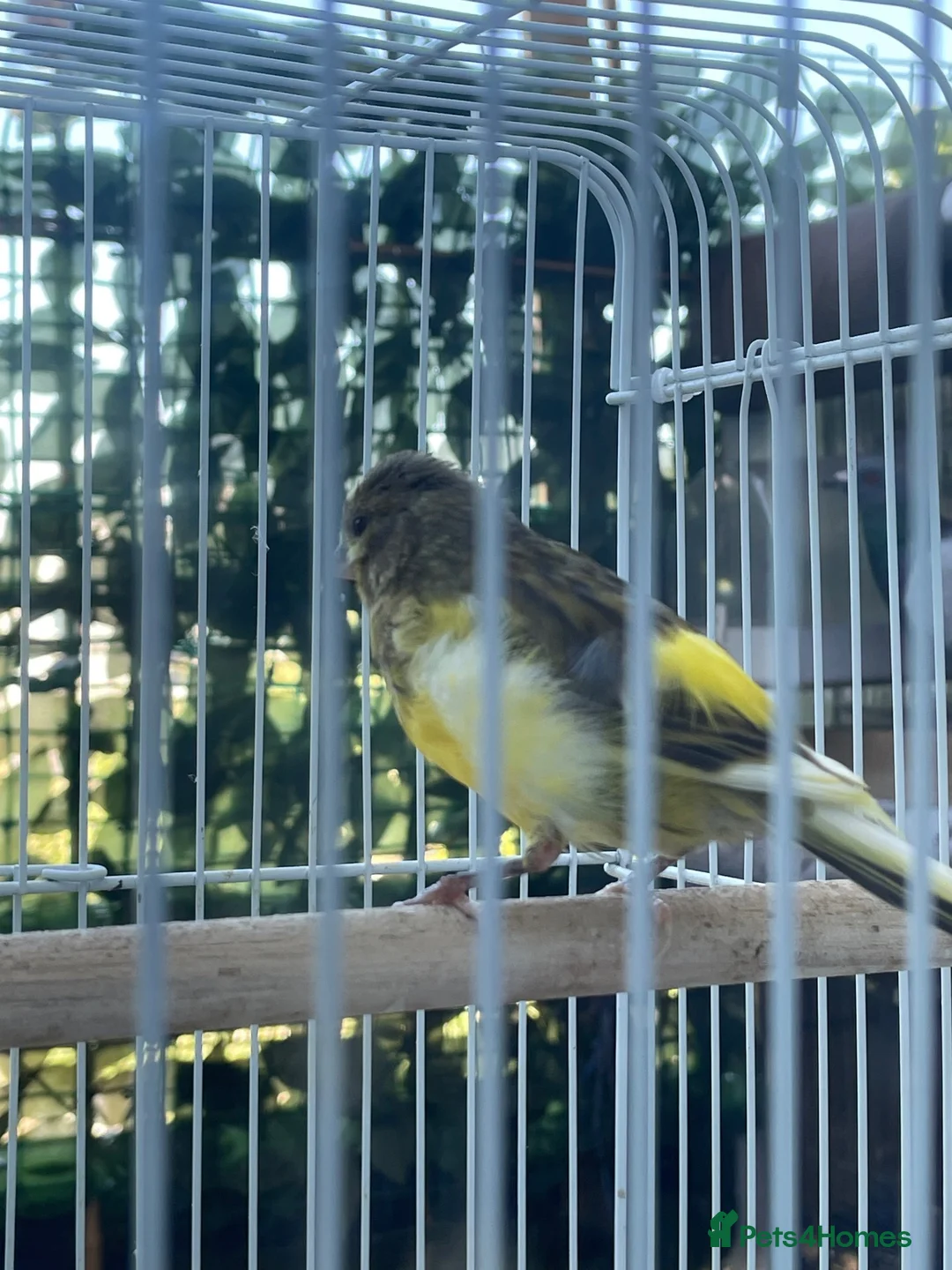 Mixed Breed birds for sale: Canary  - Advert 12