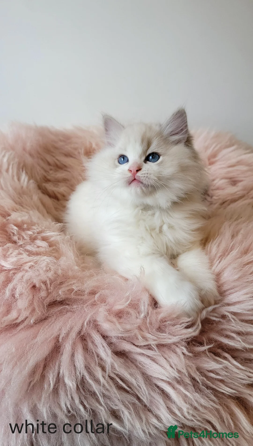 Ragdoll cats for sale: 😸Fully GCCF Certified Pedigree Ragdoll kittens💕 - Advert 26