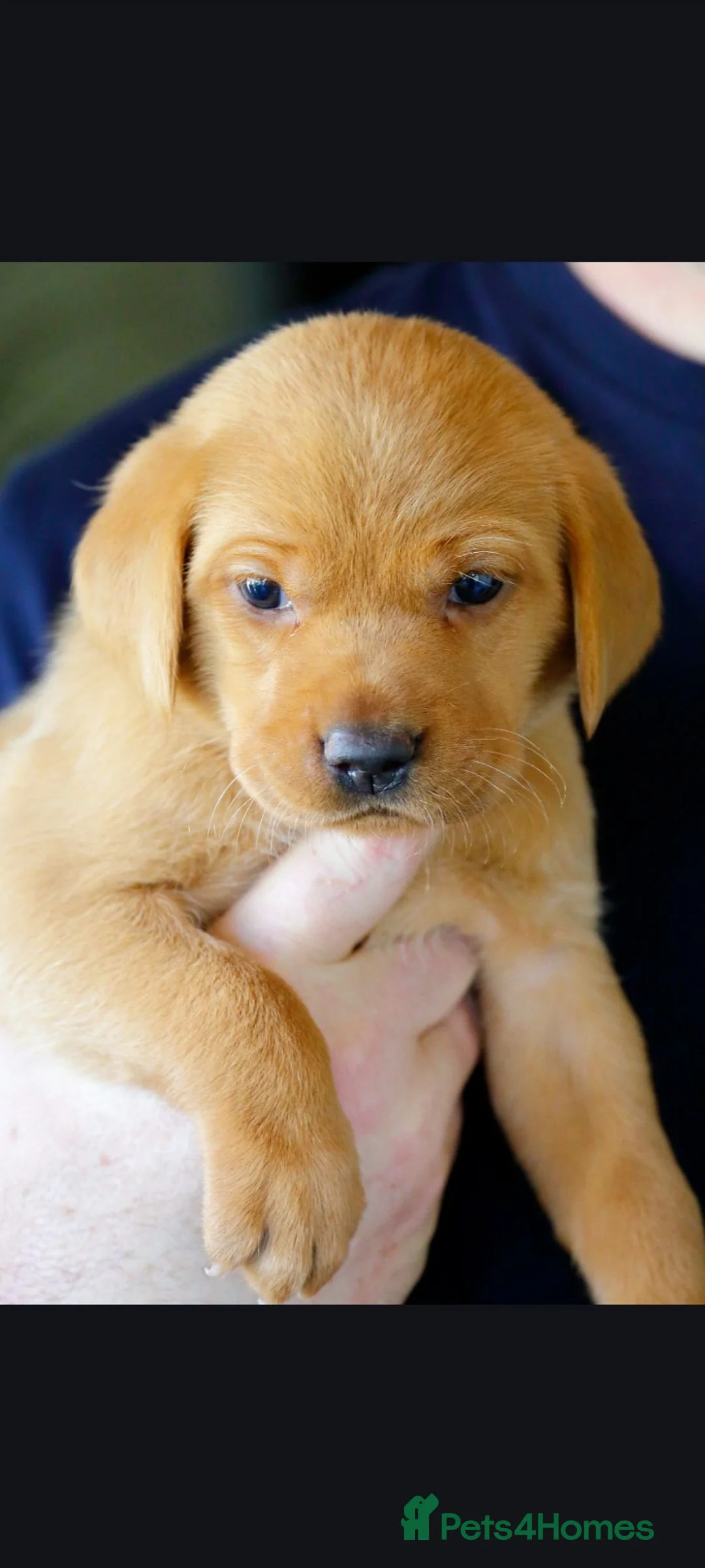 Labrador Retriever dogs for sale: Stunning chunky fox red & black labrador pups - Advert 22