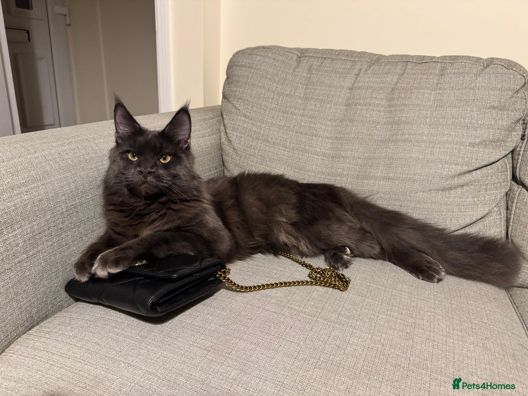 Maine Coon cats for stud: For stud - Advert 9